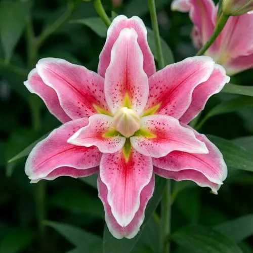 Lilien Zwiebeln Winterhart Mehrjährig in pink von DUTCH BULBS