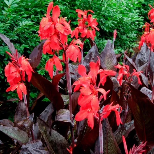 Canna Rhizom Sommerblume Garten Zierpflanze Blumenrohr Red Velvet 1 St.