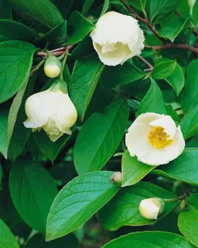 Stewartia pseudocamellia - Japanische Scheinkamelie - Baumsamen & -pflanzen, winterhart und pflegeleicht mit eleganten weißen Blüten, ideal für Gärten und Parks in halbschattigen Lagen.