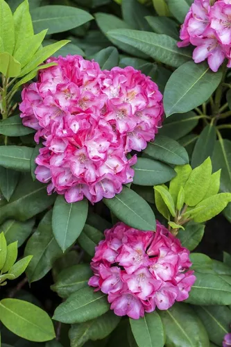 Pflanzen für Dich Rose Rosa Tausendschön - Die Kletterrose Rosa 'Tausendschön' begeistert mit dichten, hellrosa Blüten und starkem Wuchs. Ideal für Pergolen oder als Solitär, bringt sie nostalgischen Charme in jeden Garten.