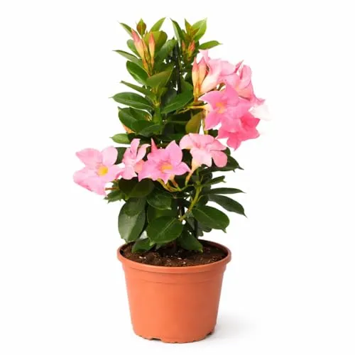 Exotenherz Mandevilla Dipladenia - Trichterblüte - Pyramidenform - 14cm Topf - ca. 45-50cm - rosa