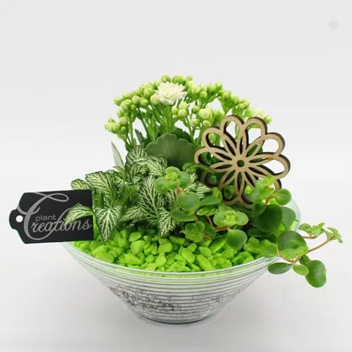 Pflanzen - Pflanzenzusammensetzung - Topf - Ø 20 cm - Höhe 20 cm