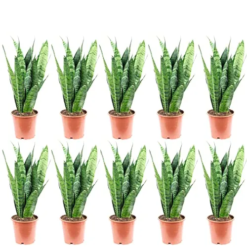 10er-Set Bogenhanf - echte Zimmerpflanze, Sansevieria trifasciata Black Coral - Höhe ca. 35 cm, Topf-Ø 12 cm