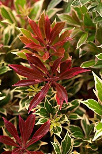 Pieris Japonica Flaming Silver - Japanische Lavendelheide 30–40 cm - Sträucher mit leuchtend roten Neuaustrieben und weißen Blüten. Pflegeleichte, winterharte Pflanze, ideal für Kübel und schattige Gartenbereiche.