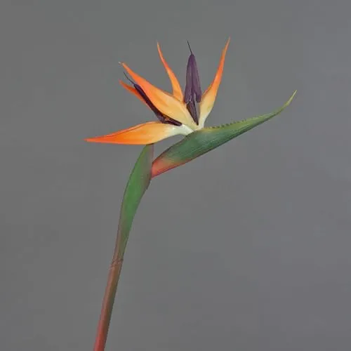artplants.de Dekoblume Strelitzie DONGLIN, orange-violett, 85 cm