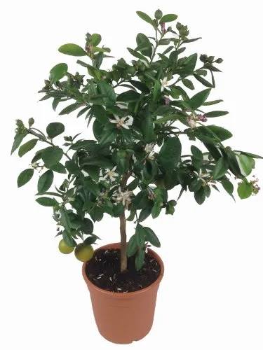 Limettenbaum