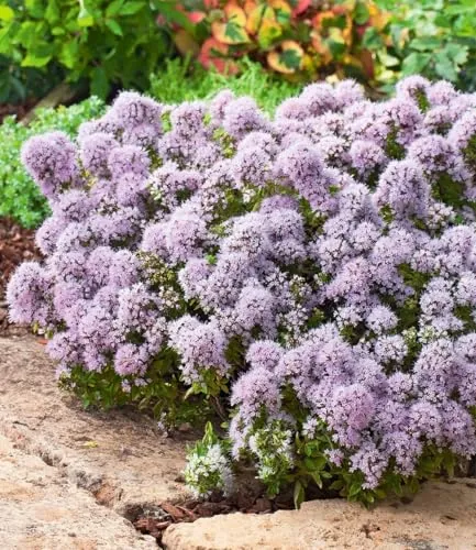 Produktbild BALDUR Garten Winterharter Oregano, 6 St., duftend und pflegeleicht