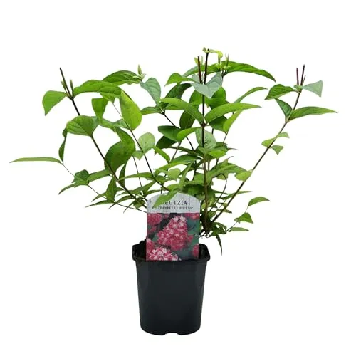 GreenboutiQ - Sträucher - Deutzia hybrida Strawbery Fields - Blüte Rosa - 1 Pflanze - Laubabwerfend - Wenig Pflege - Topf 17cm Höhe 45cm