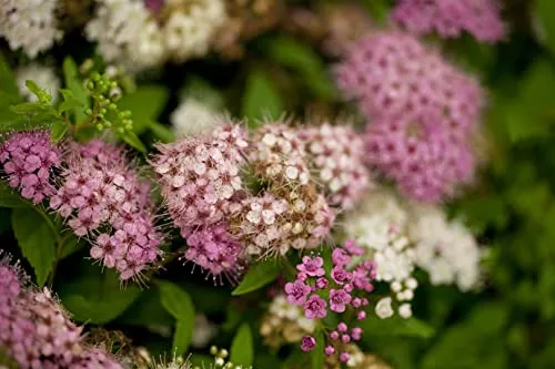 Spiraea japonica 'Shirobana' 15–20 cm – Winterhart, Mehrjährig, Pflegeleicht – Japanische Spiere – Zierstrauch für Beet & Rabatte