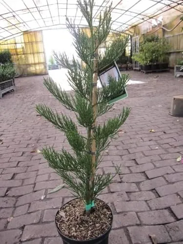 Produktbild Sequoiadendron giganteum Greenpeace