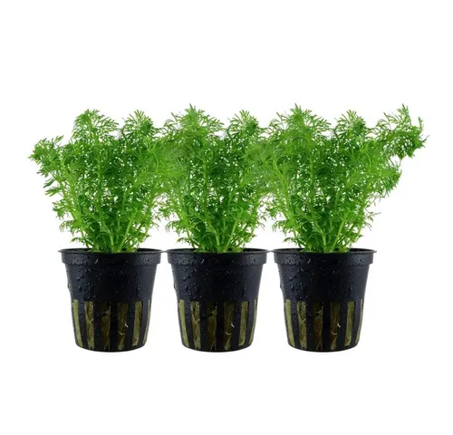 Aquaone Wasserpflanze Aquarium Pflanze 3 Stück Limnophila sessiliflora Nr.347