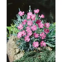 Dianthus Gratianopolitanus Blaureif Pfingstnelke Ca. 9x9 cm Topf