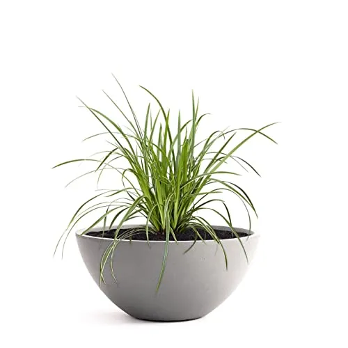 Pflanzwerk® Pflanzkübel Pflanzschale Bowl Ø 28cm Grau - Hochwertige Pflanzschale für drinnen und draußen, frostbeständig und mit spezieller Imprägnierung für Langlebigkeit. Ideal für ein optimales Pflanzergebnis. Durchmesser: 28cm, Gewicht: ca. 4kg.
