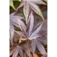 Roter Fächerahorn Acer palmatum ‘Atropurpureum’ - Ziergehölz mit purpurrotem Laub, ideal als Solitär oder Kübelpflanze. Verleiht jedem Garten fernöstlichen Charme und beeindruckt mit leuchtenden Herbstfarben.