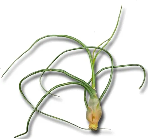 Tillandsia bulbosa XL