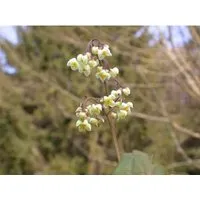 Epimedium Pubigerum Behaartes Elfenblume Ca. 9x9 cm Topf