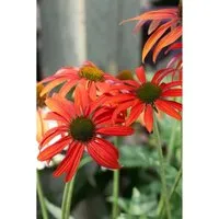Echinacea Purpurea Tomato Soup R Roter Sonnenhut Ca. 11x11 cm Topf