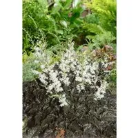 Astilbe Simplicifolia Praecox Alba Prachtspiere Ca. 9x9 cm Topf