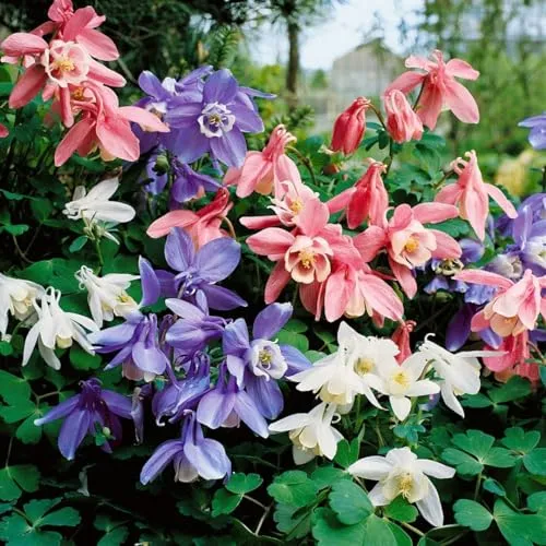 Aquilegia flabellata 'Cameo Blau-Weiß' 9x9 cm Topf – Winterhart, Mehrjährig, Pflegeleicht – Akelei – Staude für Beet & Steingarten