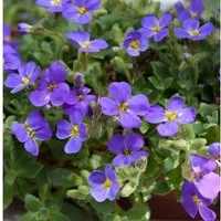 Produktbild Blaukissen Blue Emperor - Aubrieta cultorum