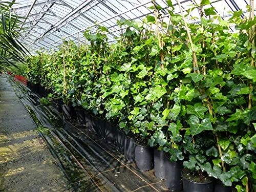 Efeu Hedera helix 85-105 cm - Winterharte Kletterpflanze für Sichtschutz - Premium Efeu Heckenpflanze, ideal für blickdichten Sichtschutz. Sie erhalten 20 Topfpflanzen (85-105 cm hoch) in bester Qualität für Ihre Hecke.