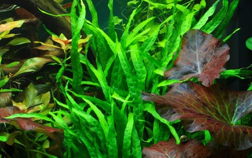 Wasserpflanzen von AquaOne