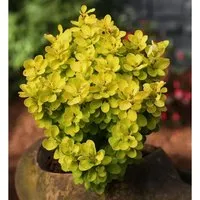 Beberitze Golden Rocket 10-15cm - Berberis thunbergii
