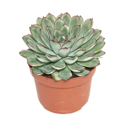 Exotenherz Kaktus Echeveria pulidonis von Exotenherz
