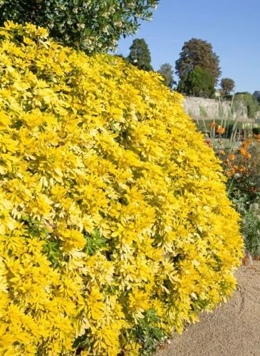 Choisya ternata 'Goldfingers' - Mexikanische Orangenblume mit goldgelbem Laub - Pflegeleichte Heckenpflanze mit duftenden, weißen Blüten und attraktivem, ganzjährig leuchtendem Laub. Ideal für sonnige Standorte und bienenfreundlich.