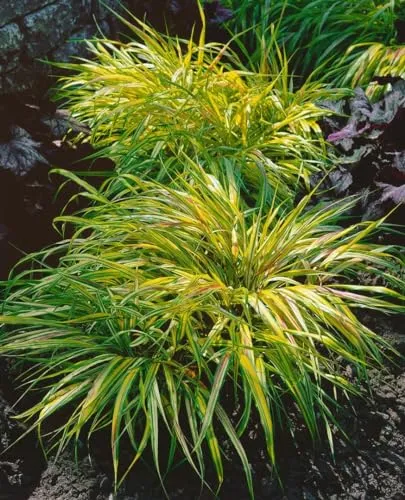 Hakonechloa macra 'Beni Kaze' 11x11 cm Topf – Winterhart, Mehrjährig, Pflegeleicht – Japanisches Berggras – Ziergras für Schattenbeet & Kübel