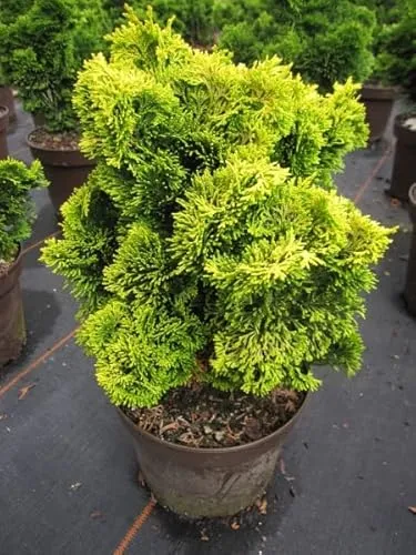Produktbild Chamaecyparis obtusa Nana Aurea