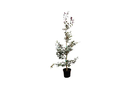 Pflanzen für Dich Blutbuche Fagus sylvatica Purpurea, 1 St. - Majestätischer Laubbaum mit tief purpurroten Blättern, ideal für schattige Gärten und pflegeleicht. Perfekt als Solitärpflanze oder in Gruppen für ein elegantes Ambiente.