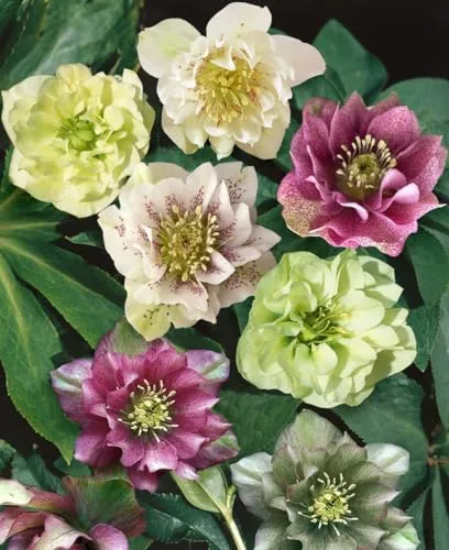 Helleborus × orientalis Double Ellen Red - Elegante Lenzrose im Topf - Die Lenzrose begeistert mit üppig gefüllten, tief weinroten Blüten und ist ideal für schattige Beete. Pflegeleicht und robust bringt sie stilvolle Farben in Garten und Kübel.