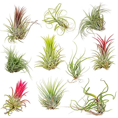 Bloomique 10er Mix Tillandsia - Pflegeleichte Luftpflanzen - Zimmerblumen: Pflegeleichte Tillandsien, die keine Erde benötigen und die Luft reinigen. Ideal für kreative Dekorationen in jedem Raum!