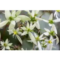 Produktbild Saxifraga Cortusifolia Var.fortunei Herbst Steinbrech Ca. 9x9 cm Topf