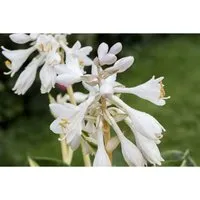 Hosta Sieboldiana Great Expectations Funkie Ca. 11x11 cm Topf