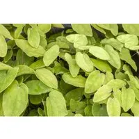 Epimedium X Rubrum Rotes Elfenblume Ca. 9x9 cm Topf
