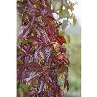 Parthenocissus Quinquefolia Wilder Wein 60–100 cm