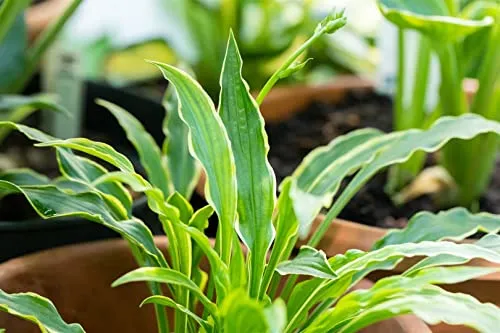 Hosta pulchella 'Stiletto' - Zierliche Funkie für schattige Gärten - Die elegante Hosta pulchella 'Stiletto' mit ihrem filigranen, grün-weißen Blattwerk bringt Struktur in schattige Bereiche. Ideal für Beetränder oder als Kübelpflanze, sorgt sie für einen dekorativen Blattschmuck.