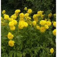 Produktbild Schlitzblättriger Sonnenhut - Rudbeckia laciniata