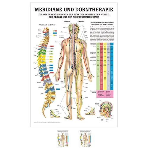 Produktbild Sport-Tec Meridiane u. Dorn Mini-Poster Anatomie 34x24 cm medizinische Lehrmittel