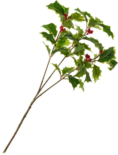 Ilex Zweig mit Beeren