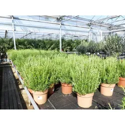 gruenwaren jakubik Echter Rosmarin Officinalis XL Busch 50-60 cm - 4 Stück echter Rosmarin Officinalis, winterharte, buschige Pflanze mit herrlichem Duft. Ideal für Garten und Balkon, robust und pflegeleicht. Maße: 50-60 cm hoch, 25-30 cm Durchmesser.