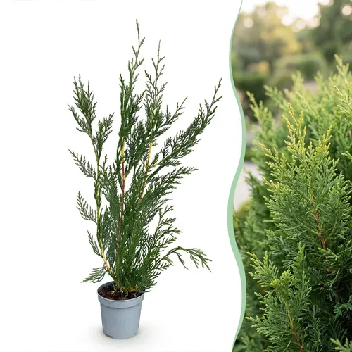 Green boutiQ