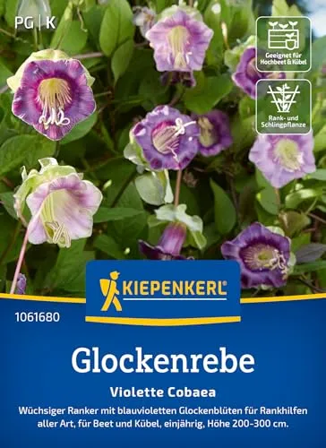 Kiepenkerl Glockenrebe Violette Cobaea 1061680 - wüchsiger Ranker mit blauvioletten Glockenblüten für Rankhilfen - Pflanzensamen, Blumenmischung, Saatgut