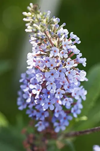 Schmetterlingsflieder Buddleja davidii Sky Blue 40-60 cm winterhart