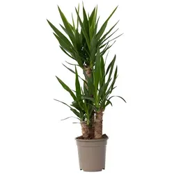 Yucca Elephantipes - Große Palmlilie Zimmerpflanze - Hochwertige 21cm Topf - Garten-Zubehör: Die Yucca Elephantipes ist eine pflegeleichte, große Zimmerpflanze mit einem beeindruckenden Wurzelstock und scharfen Blättern. Lieferung in stabiler Verpackung, Höhe 70-80 cm.