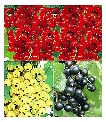 BALDUR Garten Johannisbeer-Kollektion: schwarz, rot + weiß - Obstsamen & -pflanzen, enthält 3 winterharte Johannisbeersträucher für vielseitige Ernten und geringen Pflegeaufwand.