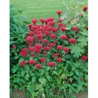 Monarda Fistulosa Cambridge Scarlet Wilde Bergamotte Ca. 11x11 cm Topf