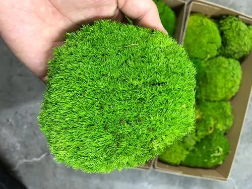 Kunstpflanzen von prefleur